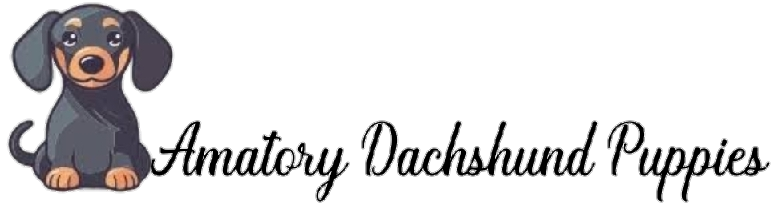 Amatory Dachshund Puppies